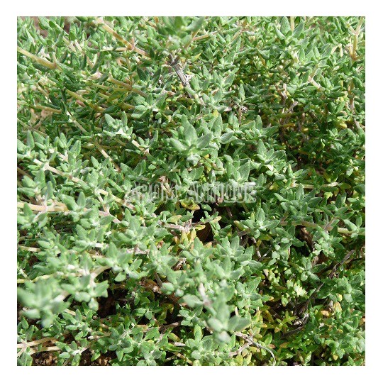 Thym camphré