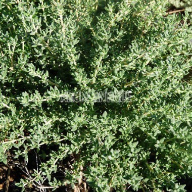 Thym camphré 2