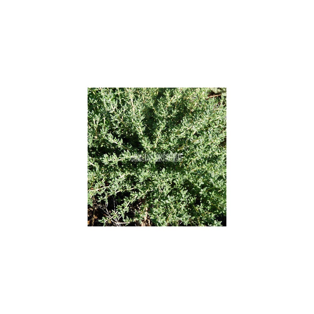 Thym camphré
