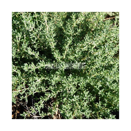 Thym camphré