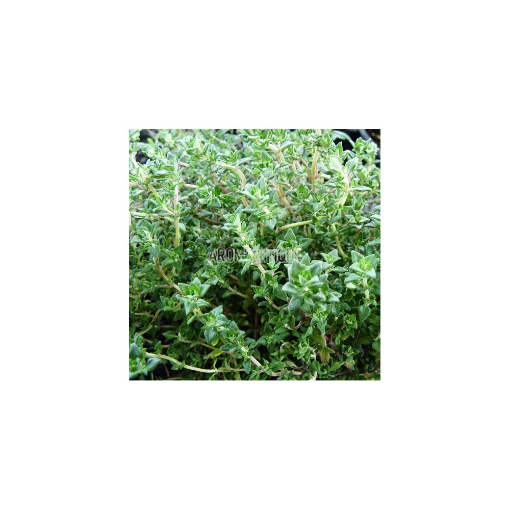 Thym camphré