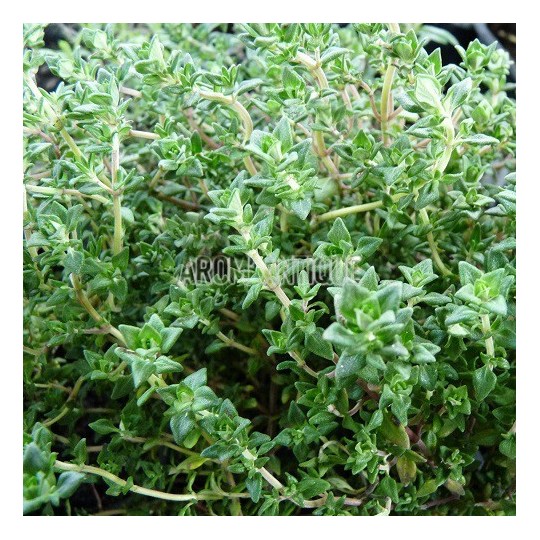 Thym camphré