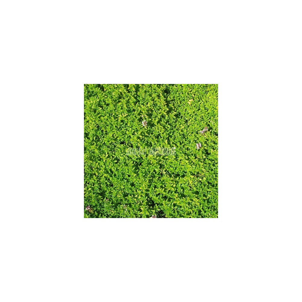 Thym doré