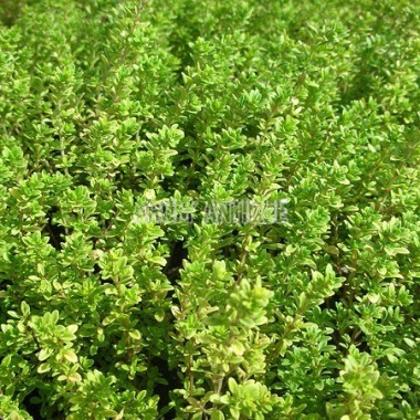 Thym doré 2