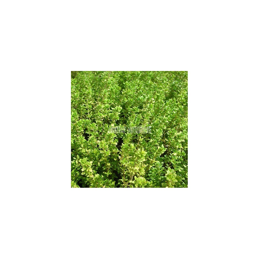 Thym doré