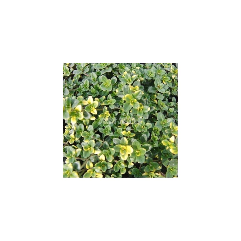 Thym 'Doone Valley'