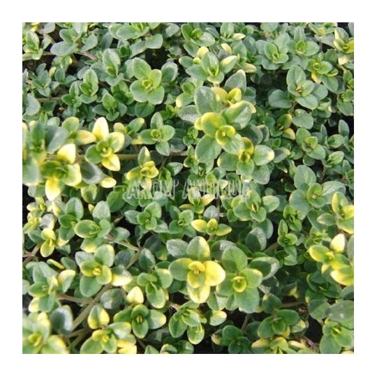 Thym 'Doone Valley'