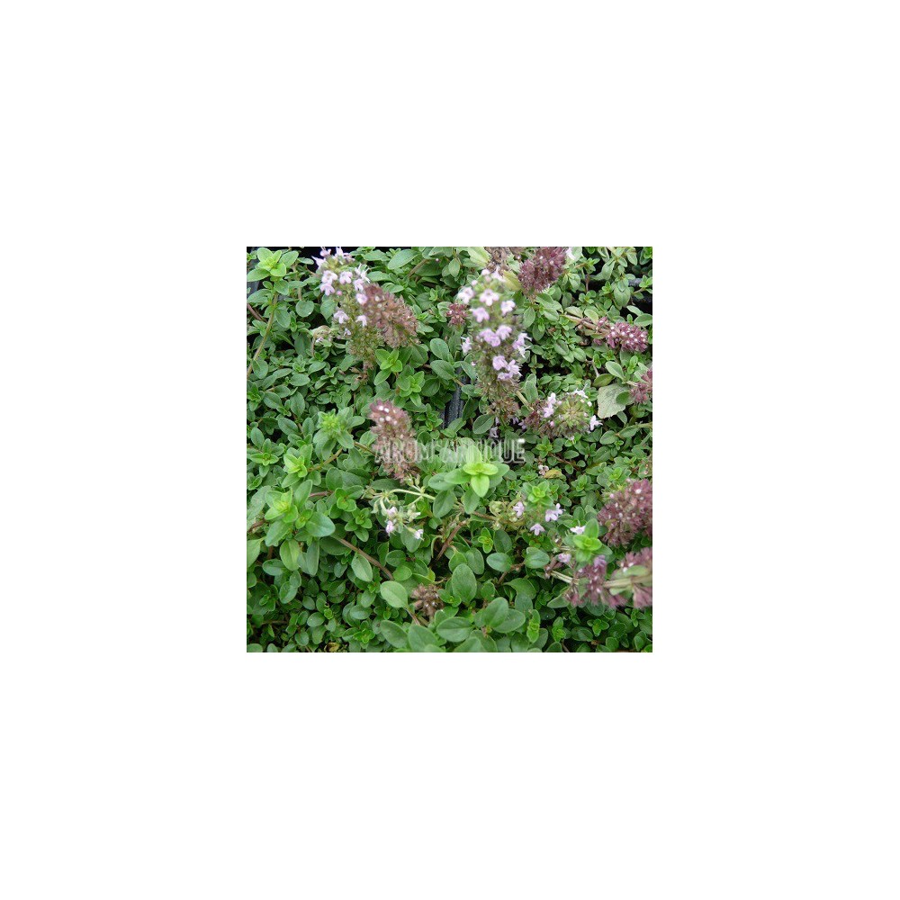 Thym chevelu