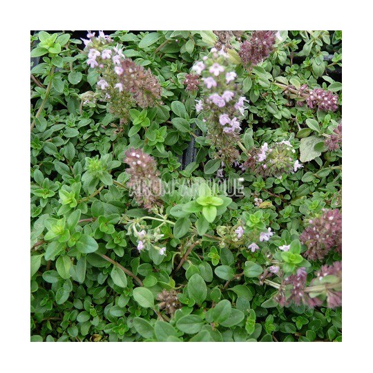 Thym chevelu