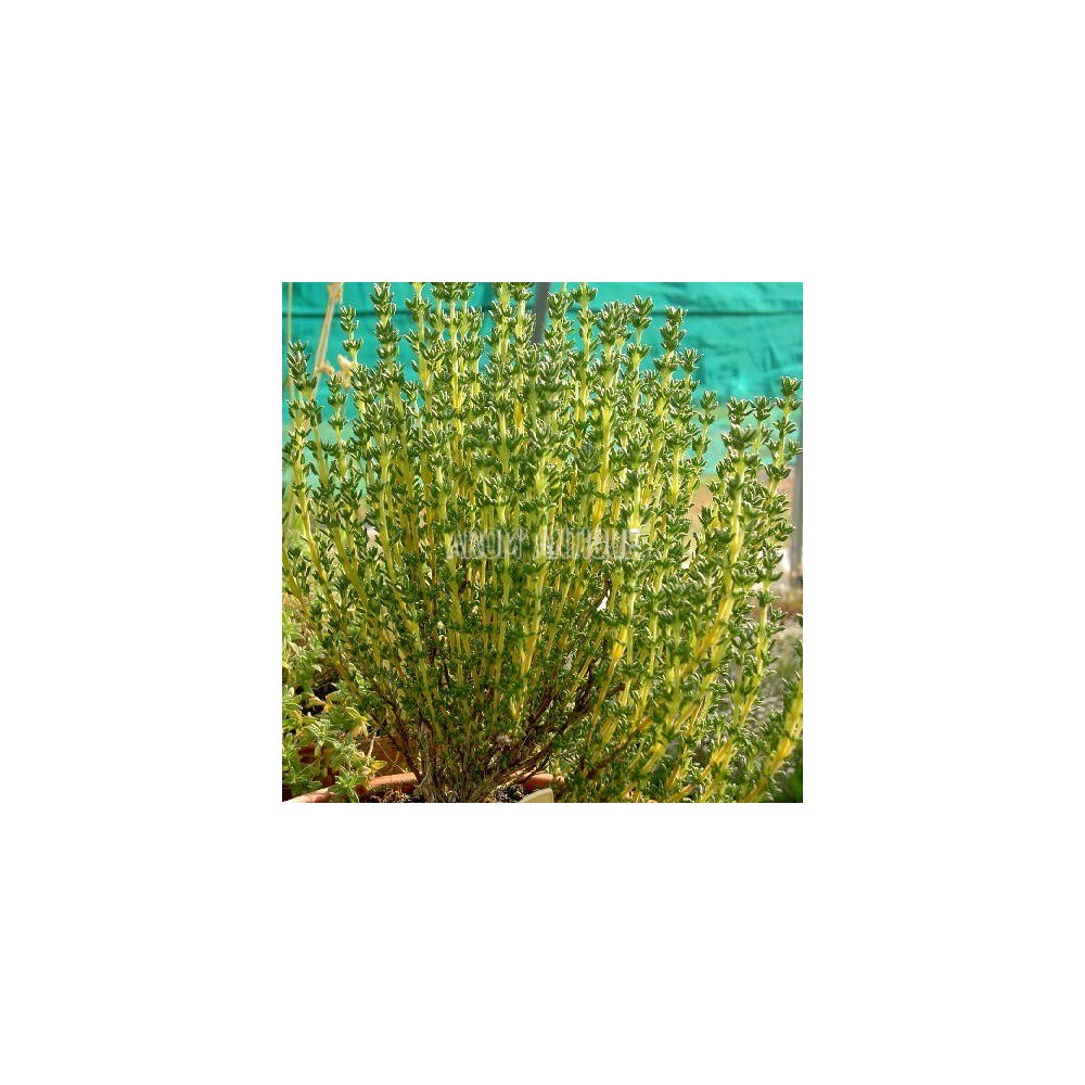Thym de mer