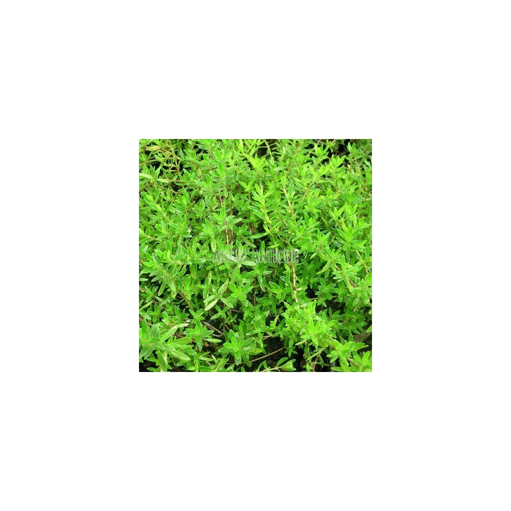 Thym luisant