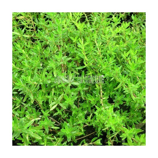 Thym luisant