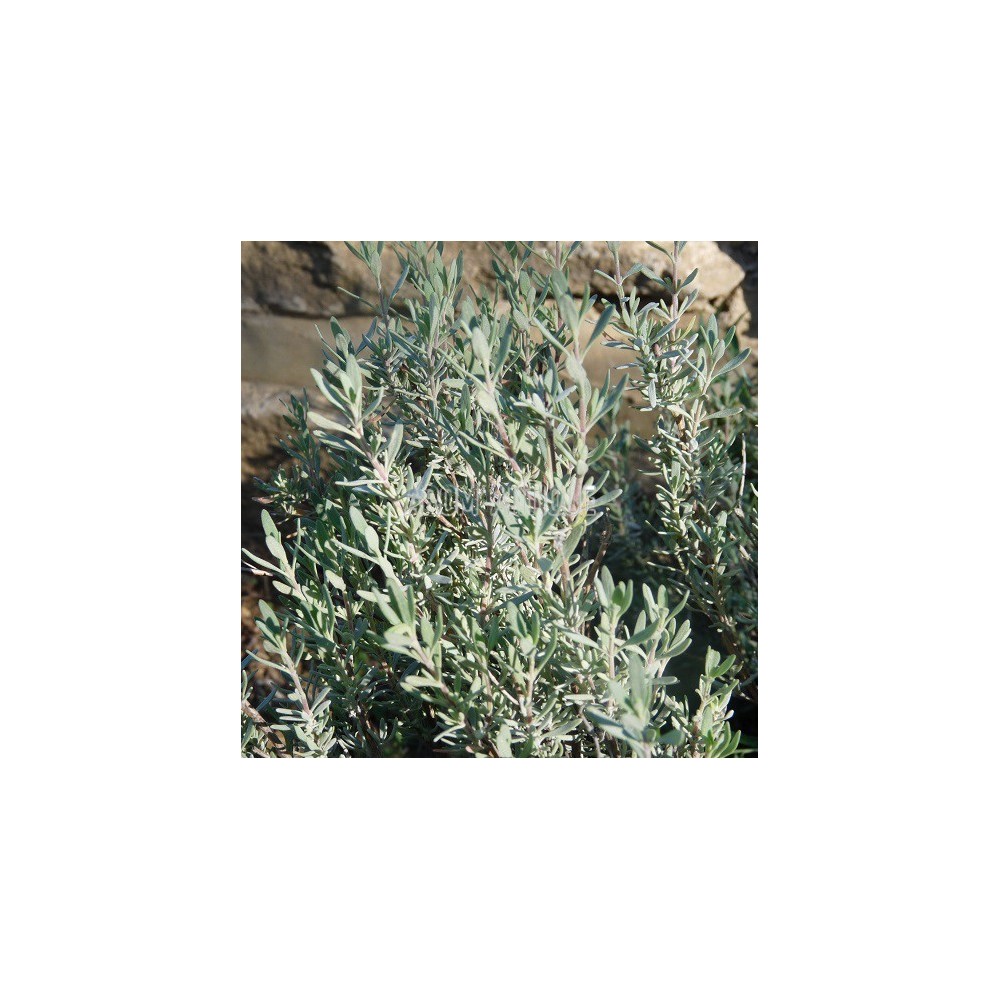 Thym résineux