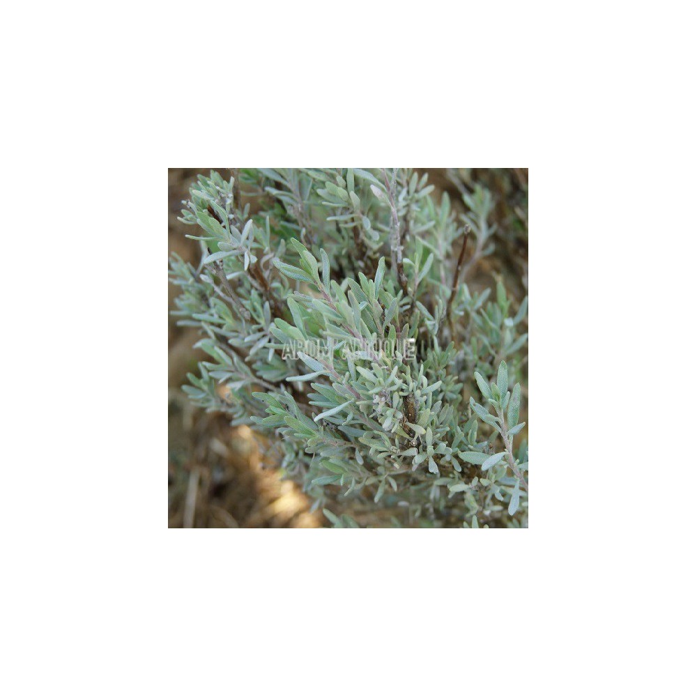 Thym résineux
