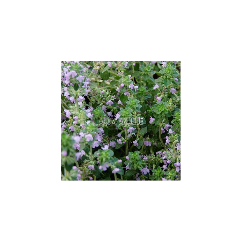 Thym pouliot
