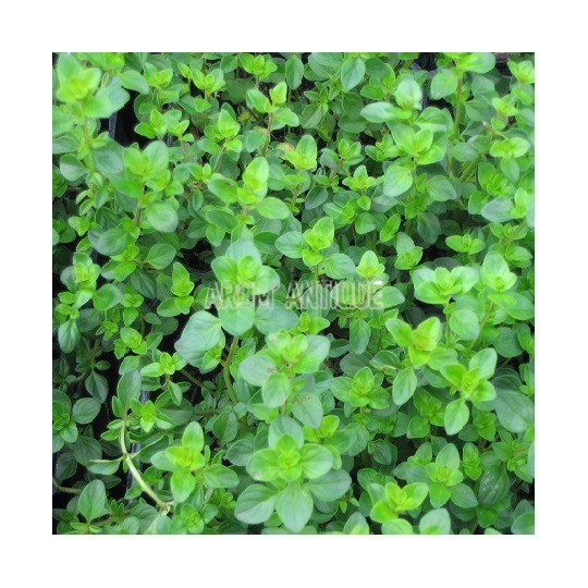 Thym Tabor