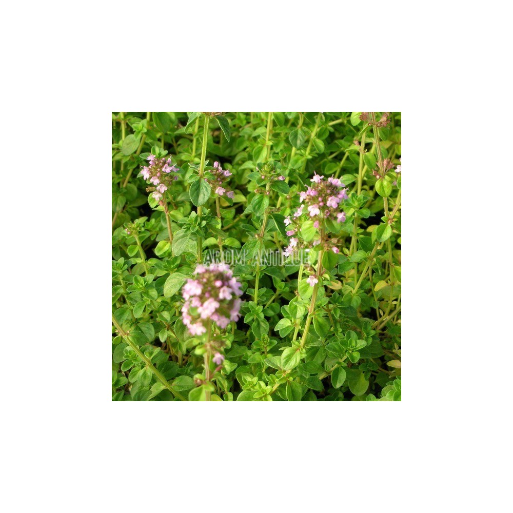 Thym Tabor