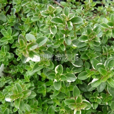 Thym Foxley 2