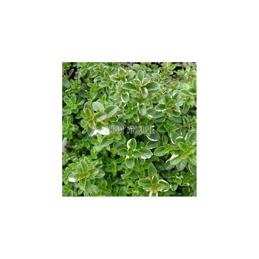 Thym Foxley