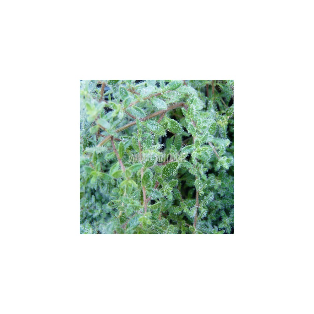 Thym cilié