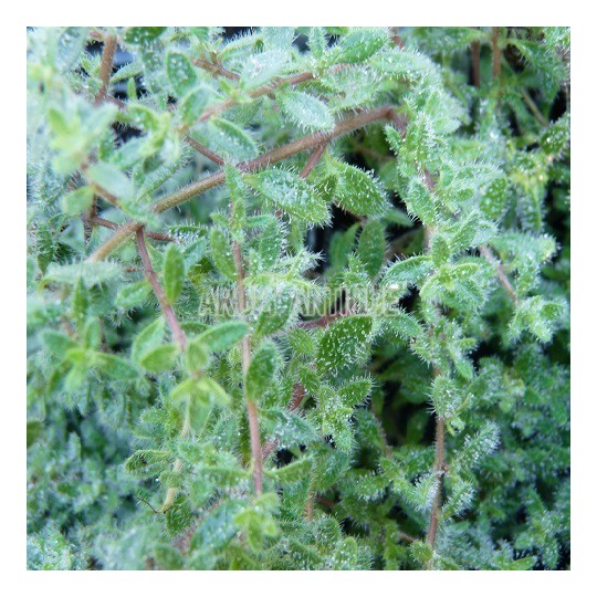 Thym cilié