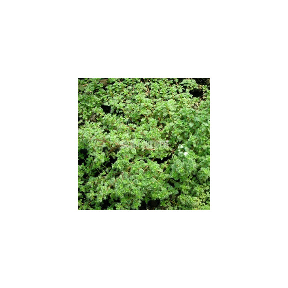 Thym laineux