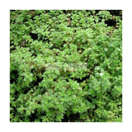 Thym laineux