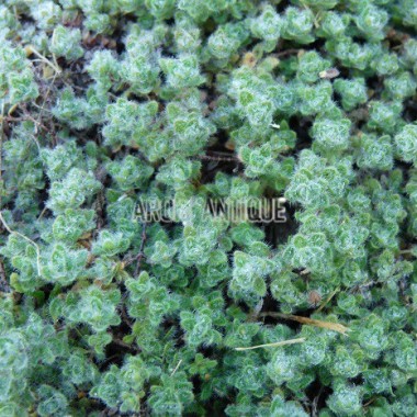Thym laineux 2