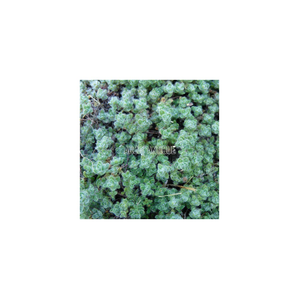 Thym laineux
