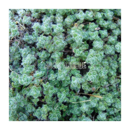 Thym laineux