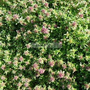 Thym creeping red 2