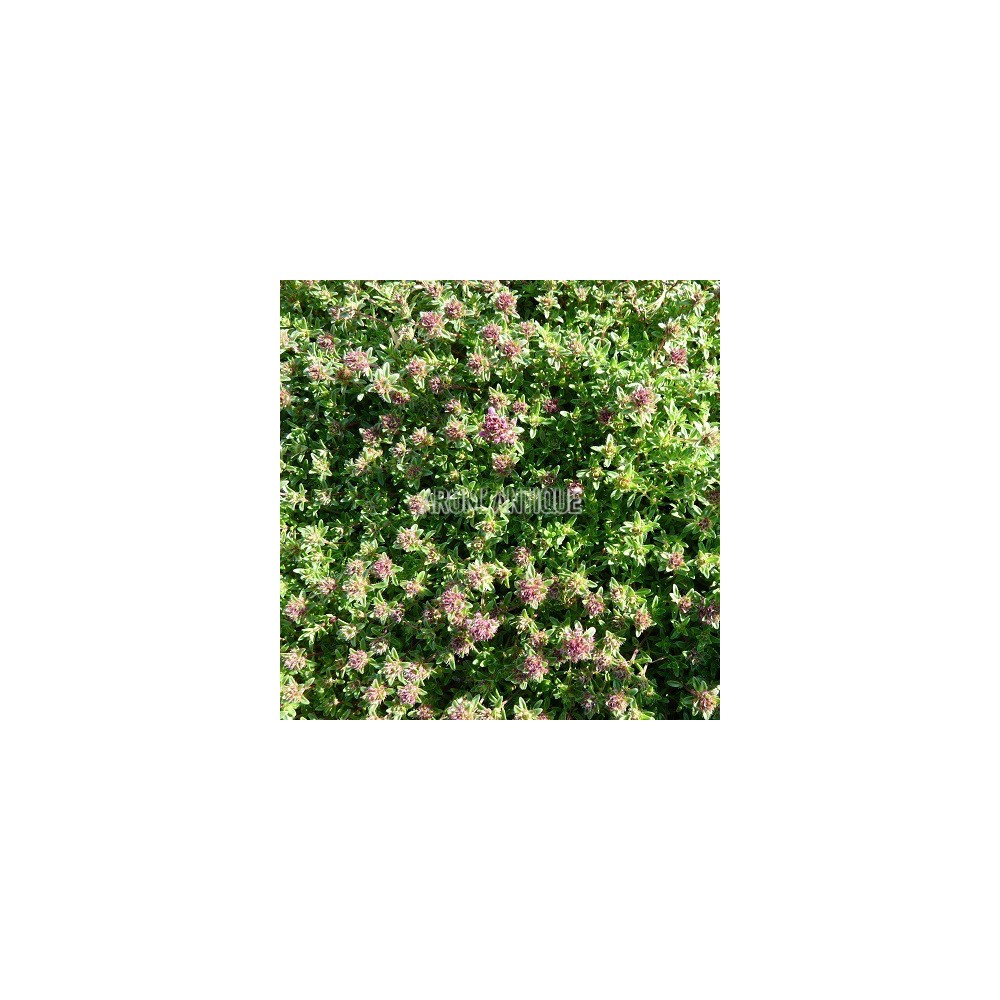 Thym creeping red