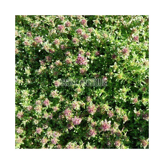 Thym creeping red
