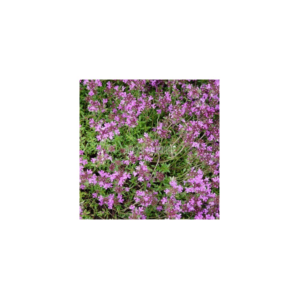 Thym creeping red