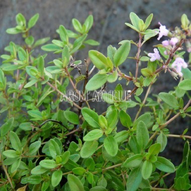 Thym serpolet 2