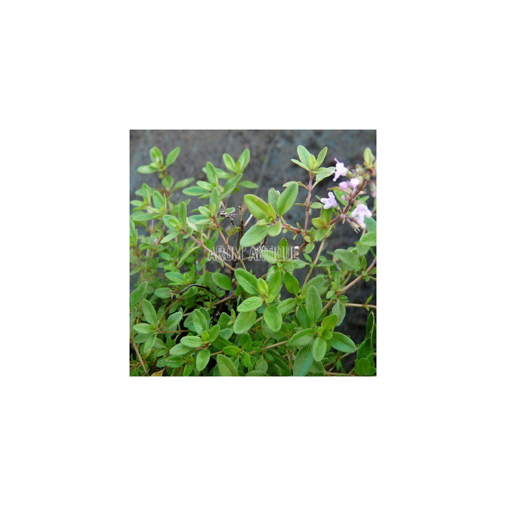 Thym serpolet