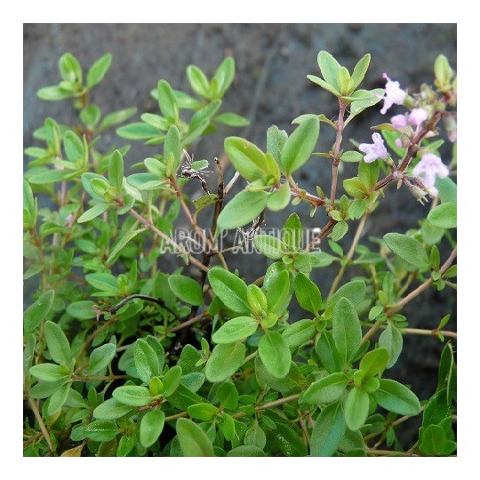 Thym serpolet