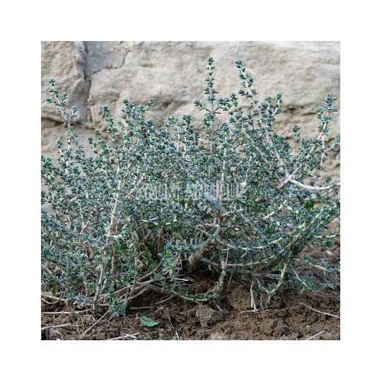 Thym à tête