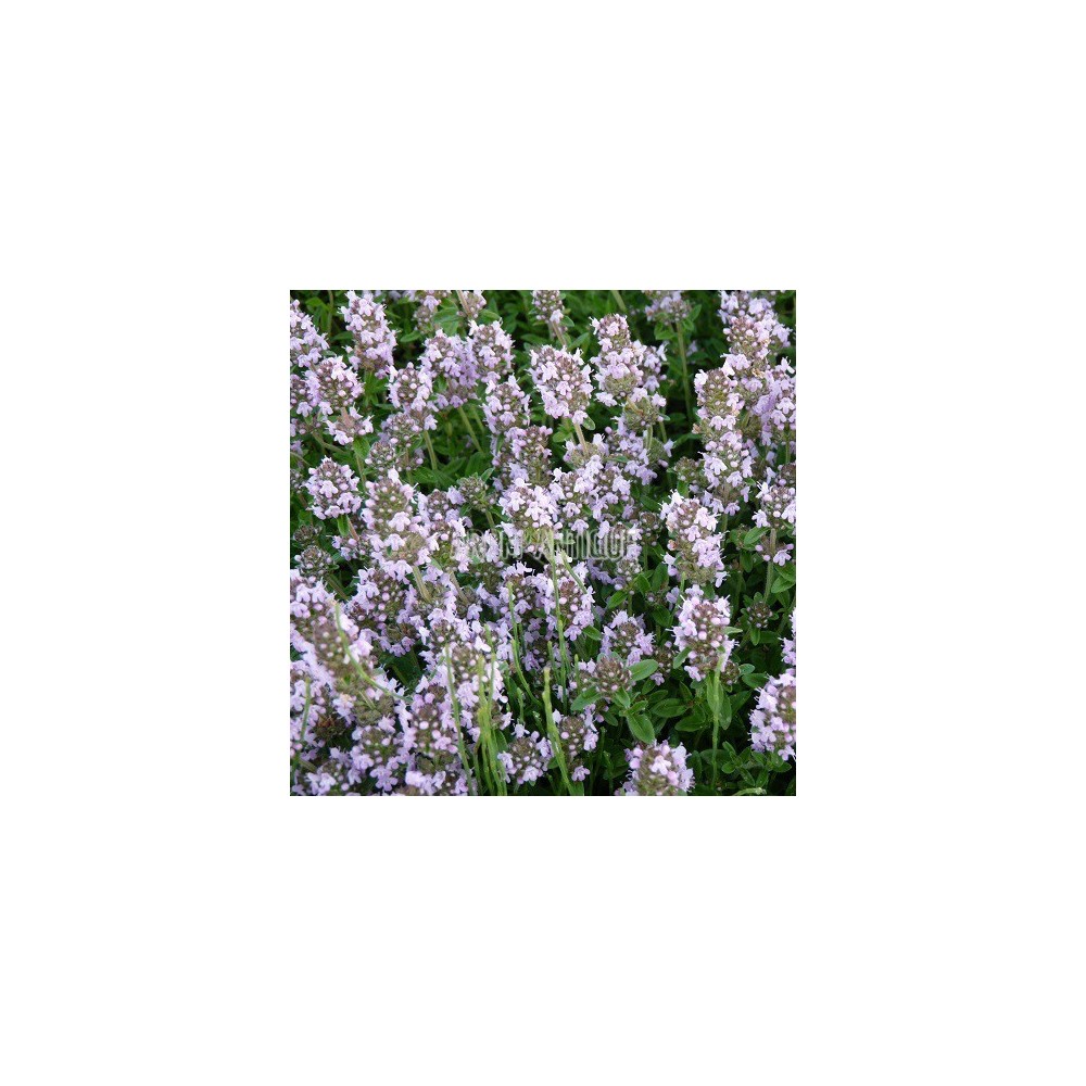 Thym des steppes
