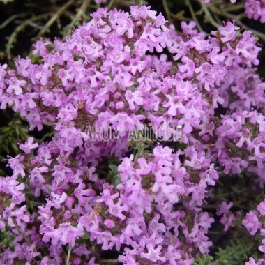 Thym leucotrichus
