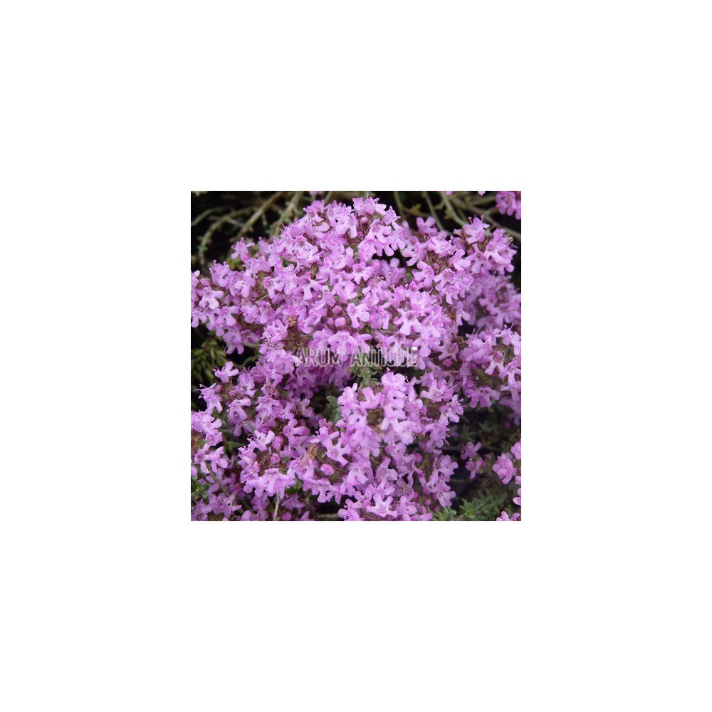 Thym leucotrichus