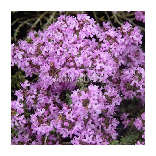 Thym leucotrichus