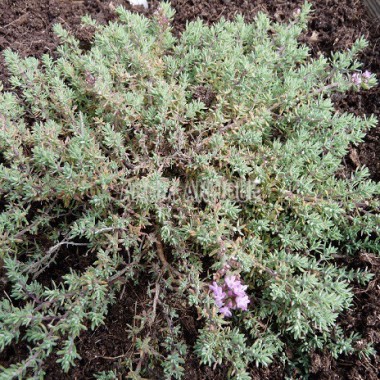 Thym leucotrichus 2