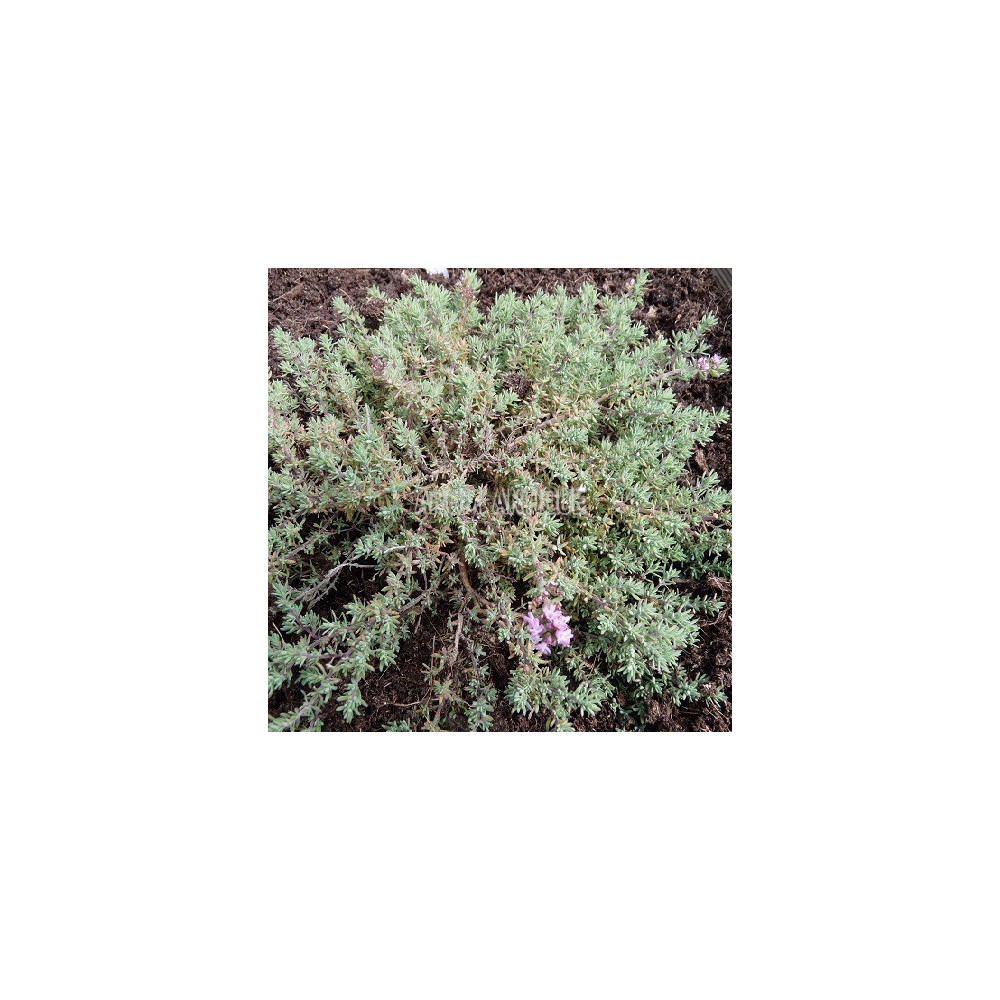 Thym leucotrichus