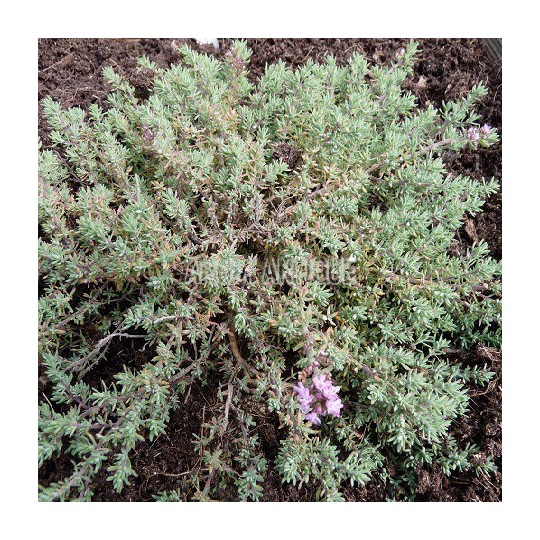 Thym leucotrichus