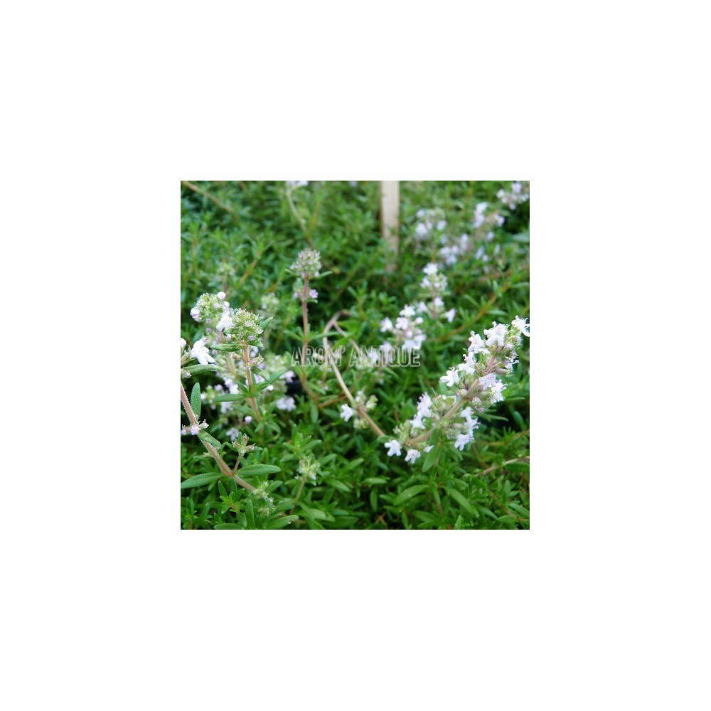 Thym à Longues Tiges Thymus Longicaulis Arom Antique Thym à Longues Feuilles