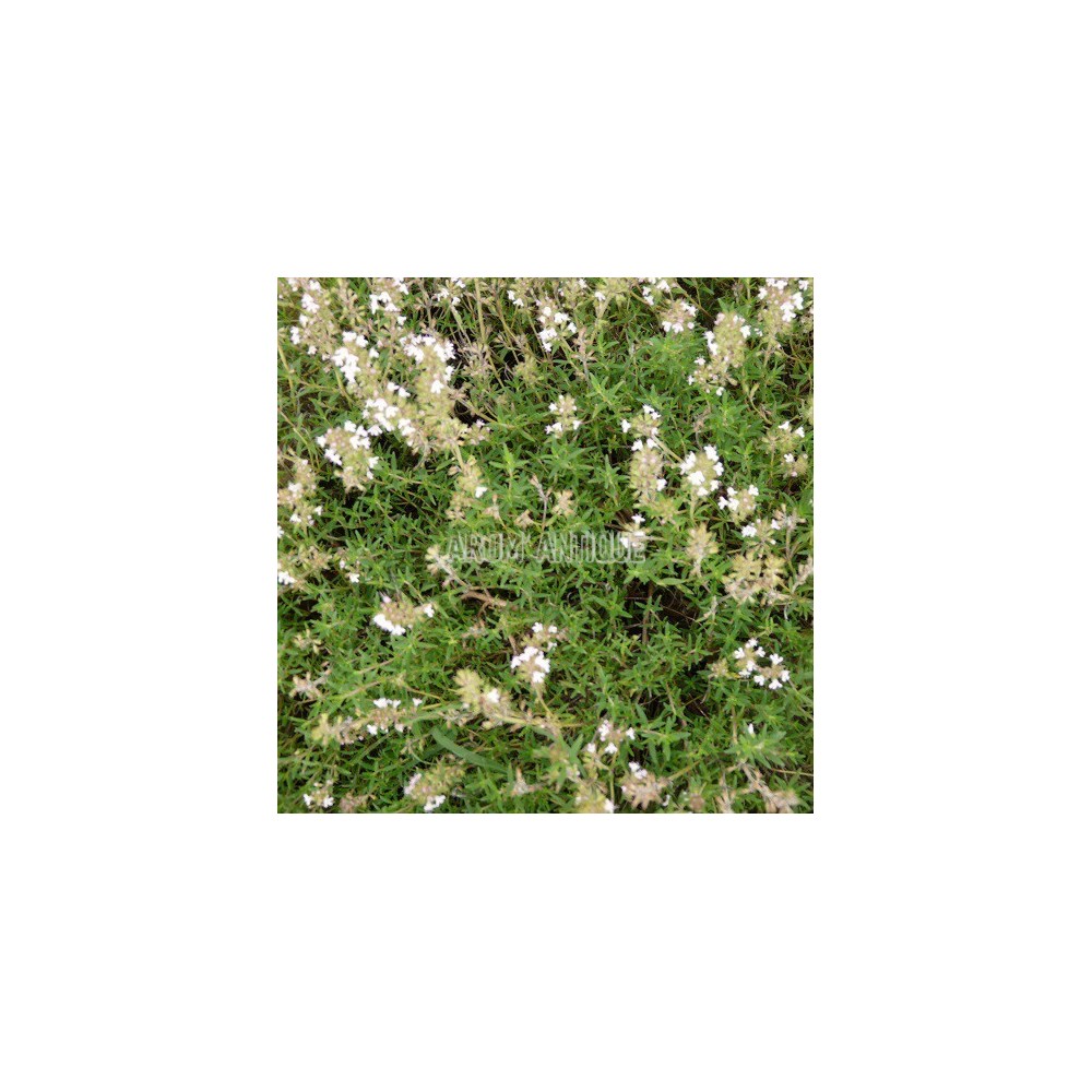 Thym à longues feuilles