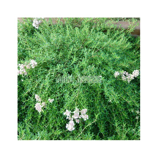 Thym à longues feuilles