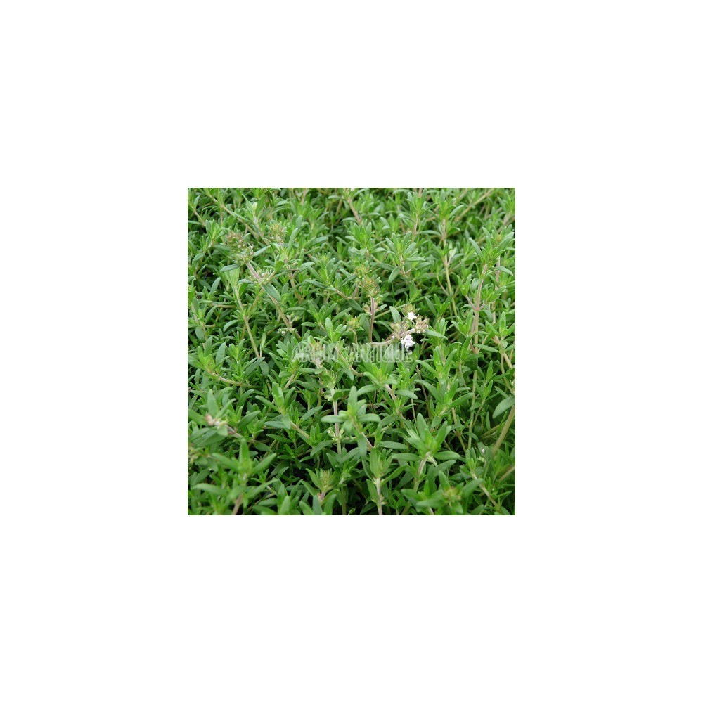 Thym à longues feuilles