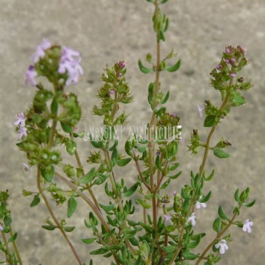 Thym à thymol 2